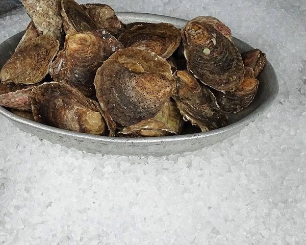 Native oysters on ice